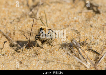 Ivy Biene (Colletes hederae), eine Spezies, die erstmals in den britischen Inseln im Jahr 2001 gesehen, um burrows in Sand in Hampshire, Großbritannien Stockfoto