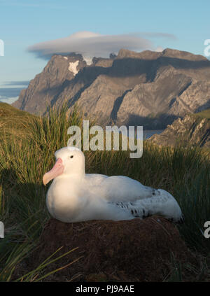 Ein alter Mann Wanderalbatross (Diomedia exulans) auf dem Nest auf Bird Island, South Georgia, Antarktis Stockfoto