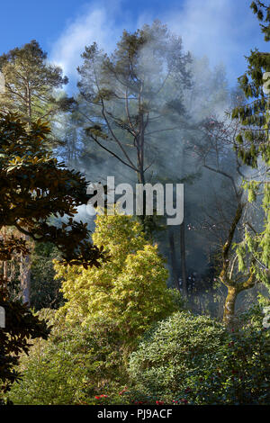 Bonfire Rauch hängt in den Baumkronen am frühen Morgen Sonnenschein als überwintern Clearing ist durch die arduaine Gärten durchgeführt Stockfoto