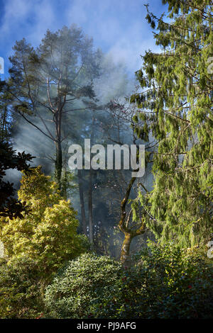 Bonfire Rauch hängt in den Baumkronen am frühen Morgen Sonnenschein als überwintern Clearing ist durch die arduaine Gärten durchgeführt Stockfoto