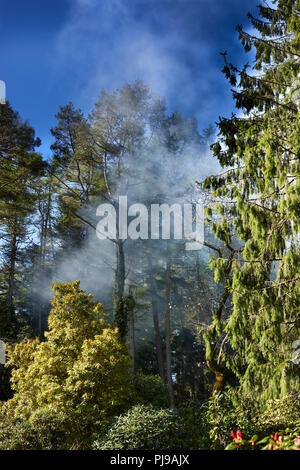 Bonfire Rauch hängt in den Baumkronen am frühen Morgen Sonnenschein als überwintern Clearing ist durch die arduaine Gärten durchgeführt Stockfoto