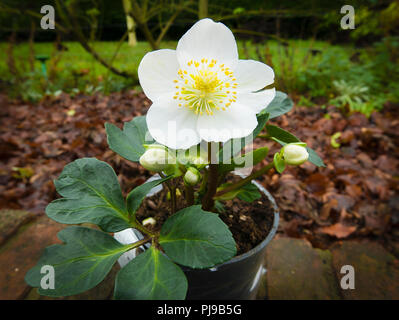 Eine junge helleborus Weihnachtslied Topfpflanze als von der Baumschule in Großbritannien geliefert Stockfoto