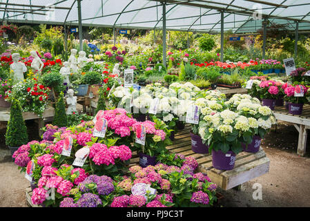 Eine bunte Anzeige der ganz besondere Hortensie Pflanzen für den Verkauf in einem Englischen Garten Center im Juli Stockfoto