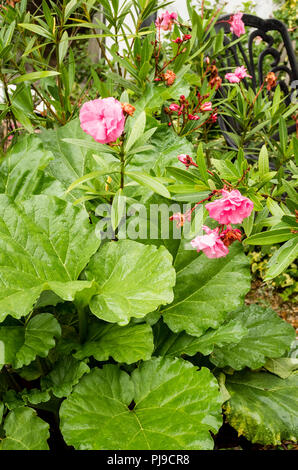 Eine glückliche Mischung von essbaren Rhabarber und Nerium oleander in einem kleinen Garten im Innenhof im Frühsommer in Großbritannien Stockfoto