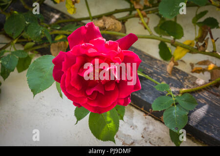 Eine duftende rote Kletterrose Rosa Etoile De Hollande in voller Blüte im späten Frühjahr in Großbritannien Stockfoto