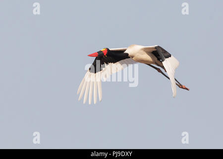 Sattel – abgerechnet Storch Stockfoto