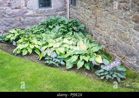 Ein dreieckiges Bett der Hosta Pflanzen unter Ausnutzung der unbeholfene Stück Land in Cumbria GROSSBRITANNIEN Stockfoto