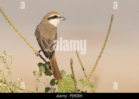 Red-tailed Shrike (Lanius phoenicuroides), thront auf einem Schaft Stockfoto