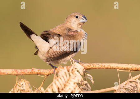 Afrikanische Silverbill (Euodice cantans bezeichnet), einzelne auf einem Ast sitzend Stockfoto