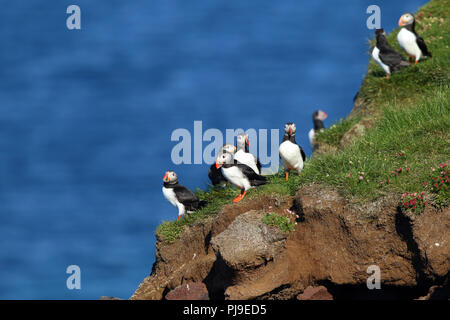 Papageientaucher Latrabjarg Klippen in Island mit dem Meer im Hintergrund Stockfoto