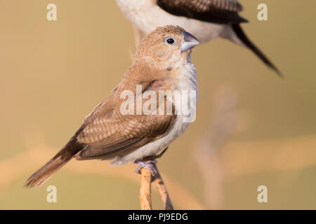 Afrikanische Silverbill (Euodice cantans bezeichnet), einzelne auf einem Ast sitzend Stockfoto