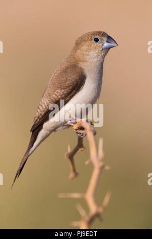 Afrikanische Silverbill (Euodice cantans bezeichnet), einzelne auf einem Ast sitzend Stockfoto