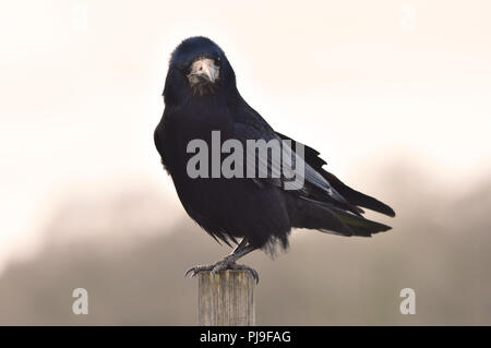 Rook/Krähe / Rabe Vogel Stockfoto