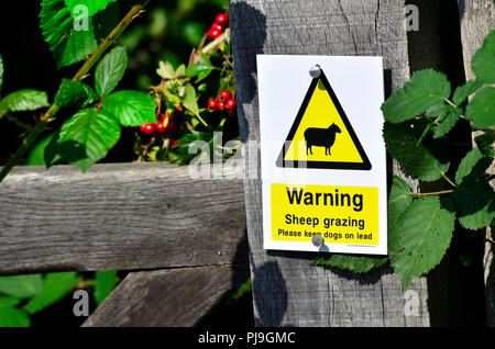 Warnzeichen zur Dog Walker - Schafe weiden, bitte Hunde an der Leine zu halten. Lose Dorf, Kent, England. Stockfoto