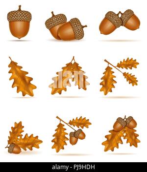 Stellen Sie Symbole Herbst eiche Eicheln mit Blättern Vector Illustration auf weißem Hintergrund Stock Vektor