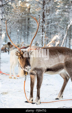 Rentier im Winter, Lappland, Finnland Stockfoto