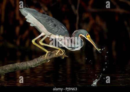 Dreifarbige Reiher fängt einen Köder Fische in der Nähe von Wiggins Pass, Florida. Stockfoto