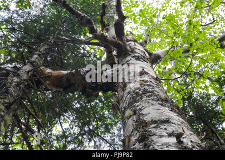 Berg Papier Birke (Betula cordifolia Regal) auf der Seite des Caps Ridge Trail in Thompson und Meserves kaufen, New Hampshire USA. Stockfoto