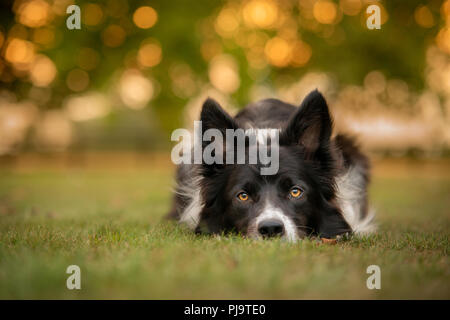 Schwarze und Weiße Border Collie in der freien Landschaft Stockfoto