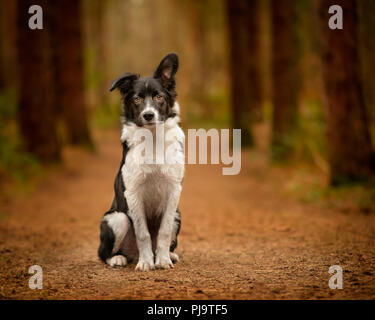 Schwarze und Weiße Border Collie Welpen Porträt im Wald Stockfoto