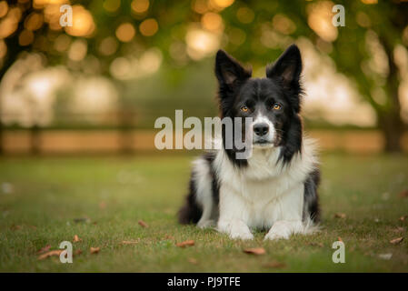 Schwarze und Weiße Border Collie in der freien Landschaft Stockfoto