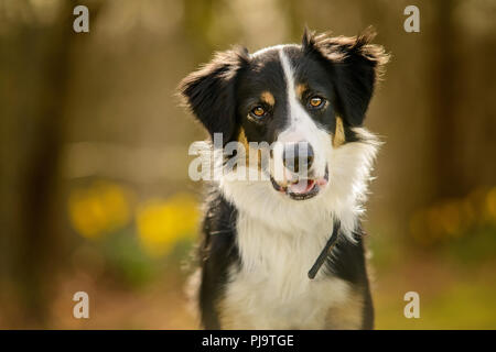 Schwarze und Weiße Border Collie Welpen Porträt im Wald Stockfoto