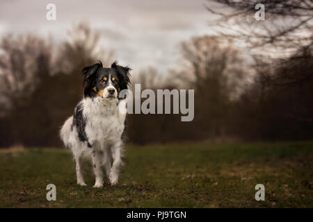 Schwarze und Weiße Border Collie Portrait im Wald Stockfoto