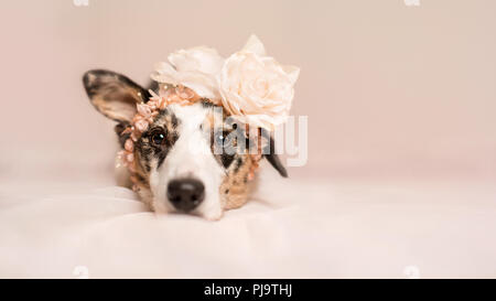 Bis Collie Kreuz Hund in rosa gekleidet Szene Stockfoto