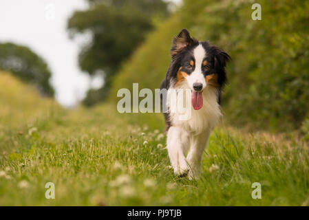 Schwarze und Weiße Border Collie in der freien Landschaft Stockfoto