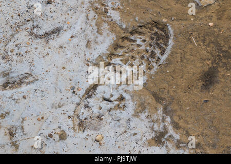 Footprint eines schweren Schuh in den sand Strand, abgedeckt durch Salz. Oberfläche voll von kleinen Steinen und Muscheln. Soline, Insel Krk, Kroatien. Stockfoto