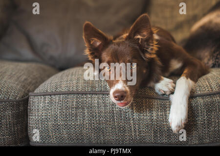 Roter und weißer Border Collie Welpen auf Luxus Sofa Stockfoto