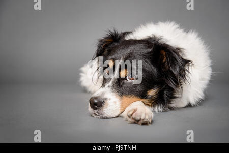Collie Hund im Studio auf grauem Hintergrund Stockfoto