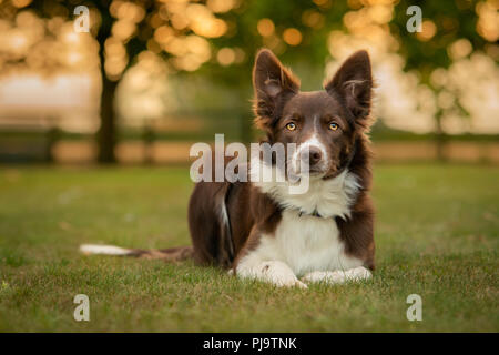 Schwarze und Weiße Border Collie in der freien Landschaft Stockfoto