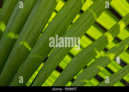 Tropische abstrakte Muster in der Natur: Licht scheint durch Palme Wedel Stockfoto