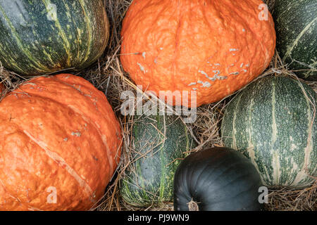 Kürbisse in vielen Farben auf dem Display Stockfoto