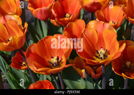 Die Tulpe 'Annie'' eine Mandarine/Orange farbige Blume an Harlow Carr, Harrogate, Yorkshire gewachsen. England, UK. Stockfoto