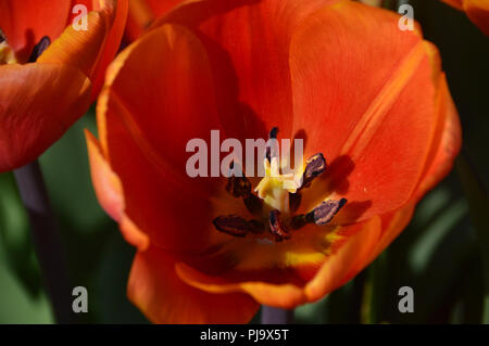 Die Tulpe 'Annie'' eine Mandarine/Orange farbige Blume an Harlow Carr, Harrogate, Yorkshire gewachsen. England, UK. Stockfoto