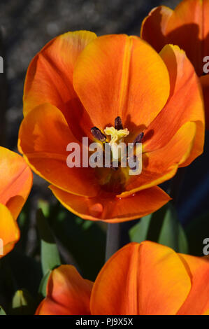 Die Tulpe 'Annie'' eine Mandarine/Orange farbige Blume an Harlow Carr, Harrogate, Yorkshire gewachsen. England, UK. Stockfoto