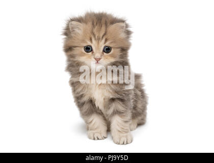 Shaggy, grau, wenig Britische Katze, auf weissem isoliert Stockfoto