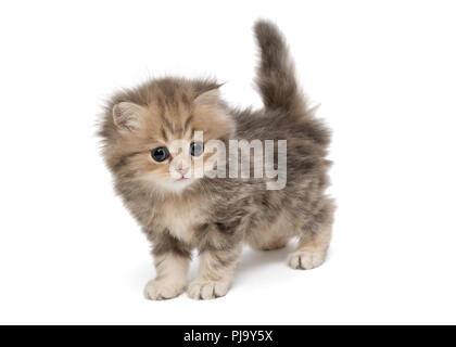 Shaggy, grau, wenig Britische Katze, auf weissem isoliert Stockfoto