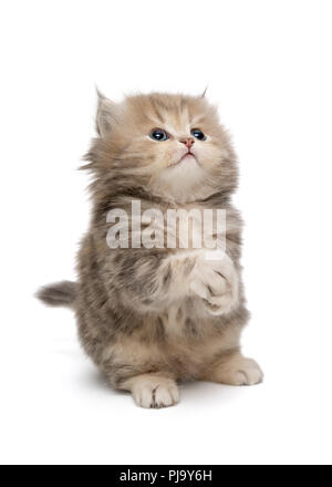 Shaggy, grau, wenig Britische Katze, auf weissem isoliert Stockfoto