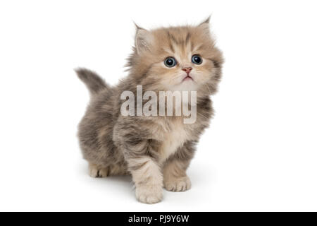 Shaggy, grau, wenig Britische Katze, auf weissem isoliert Stockfoto