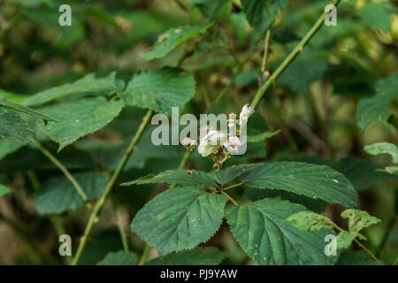 Eine weibliche große weiße Falter (Pieris brassicae) Stockfoto