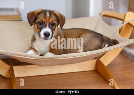 Kleinen niedlichen Welpen in einer Hängematte liegend Stockfoto