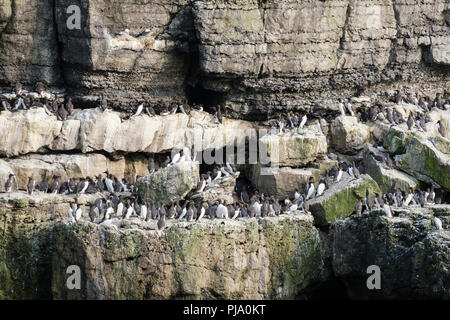 Offshore zur Verschachtelung Kolonien von Guillimots auf Karbon Kalkstein felsigen Vorsprüngen im Sommer. Puffin Island, Penmon, Isle of Anglesey, Wales, Großbritannien Stockfoto