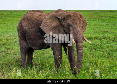 Afrikanischer Elefant oder Loxodonta cyclotis in der Natur Stockfoto