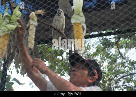 Pekanbaru, Indonesien. 04 Sep, 2018. Geschmuggelte Papageien ist in einem Transit Käfig indonesischen Naturschutz, Pekanbaru, Provinz Riau, Indonesien ab dem 4. September 2018 gesehen. Die indonesischen Behörden mindestens 38 der 3 Arten schmuggel Papageien durch Batam Stadt eingenommen. Credit: Hadley Valdi/Pacific Press/Alamy leben Nachrichten Stockfoto