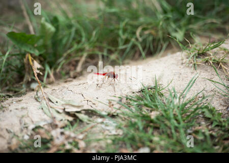 Selektiver Fokus der Rote Libelle auf dem Boden in der Nähe von Gras Stockfoto