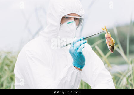 Fokussierte männliche Wissenschaftler in Schutzanzug und Maske Prüfung Fisch im Freien Stockfoto