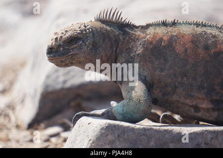 Galapagos Mariner Leguan (Amblyrhynchus Cristatus) Sonnenbad auf einem Felsen, Kopf und Körper geschossen. Auf den Galapagosinseln, Ecuador genommen Stockfoto